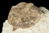 Bargain, Huntonia Lingulifer Trilobite - Oklahoma #188863-5
